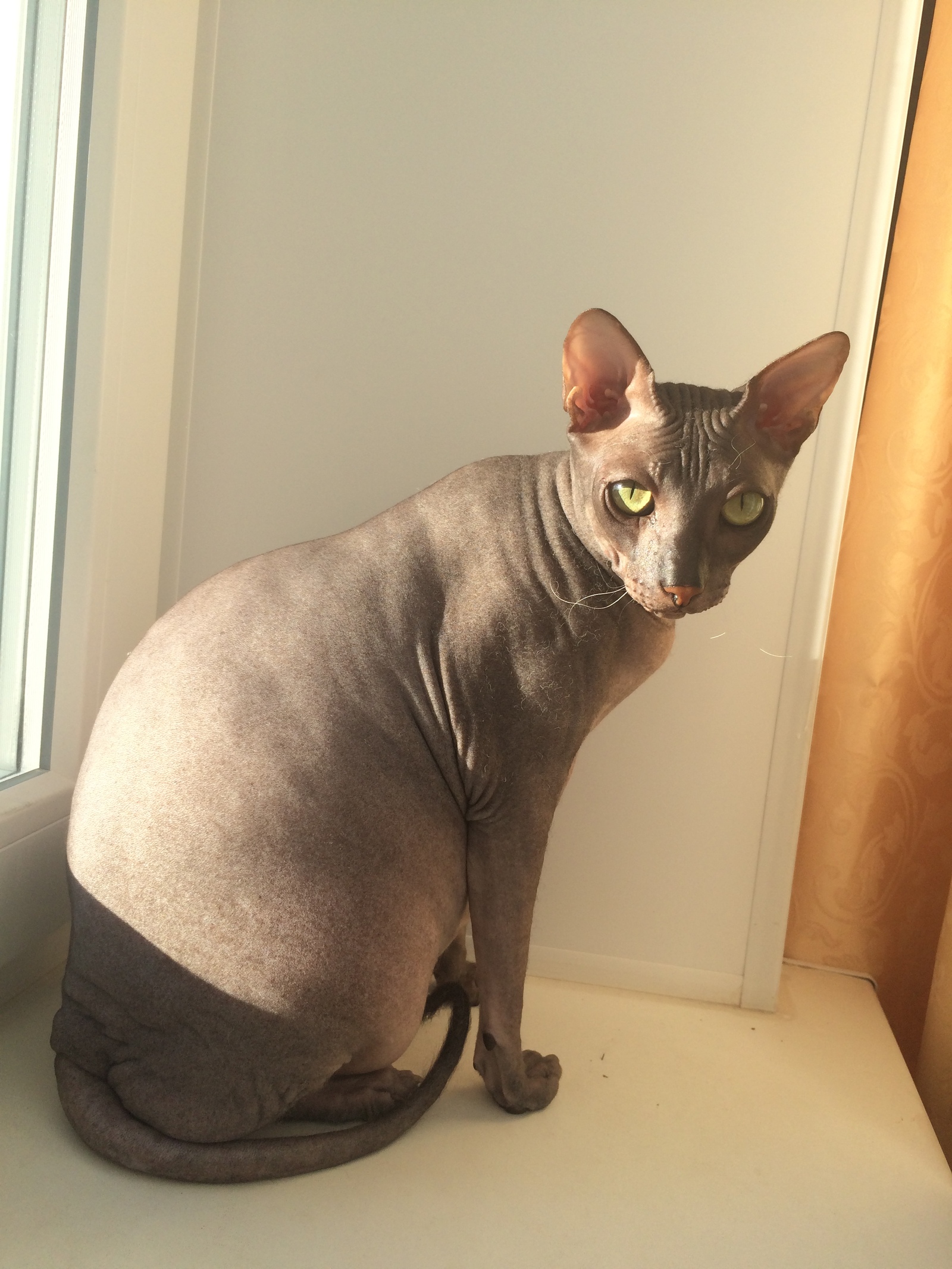 Kudeyar is exposed to the sun - My, Don Sphynx, cat, The sun, Bald head, Longpost