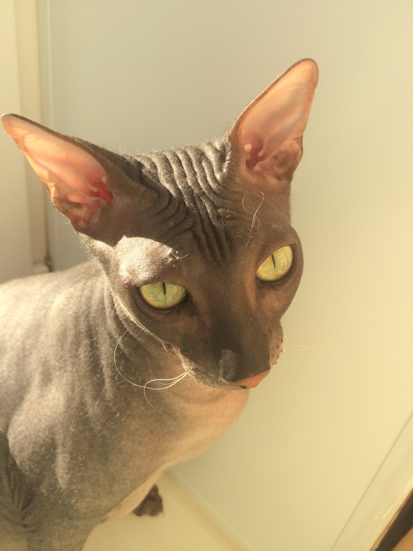 Kudeyar is exposed to the sun - My, Don Sphynx, cat, The sun, Bald head, Longpost