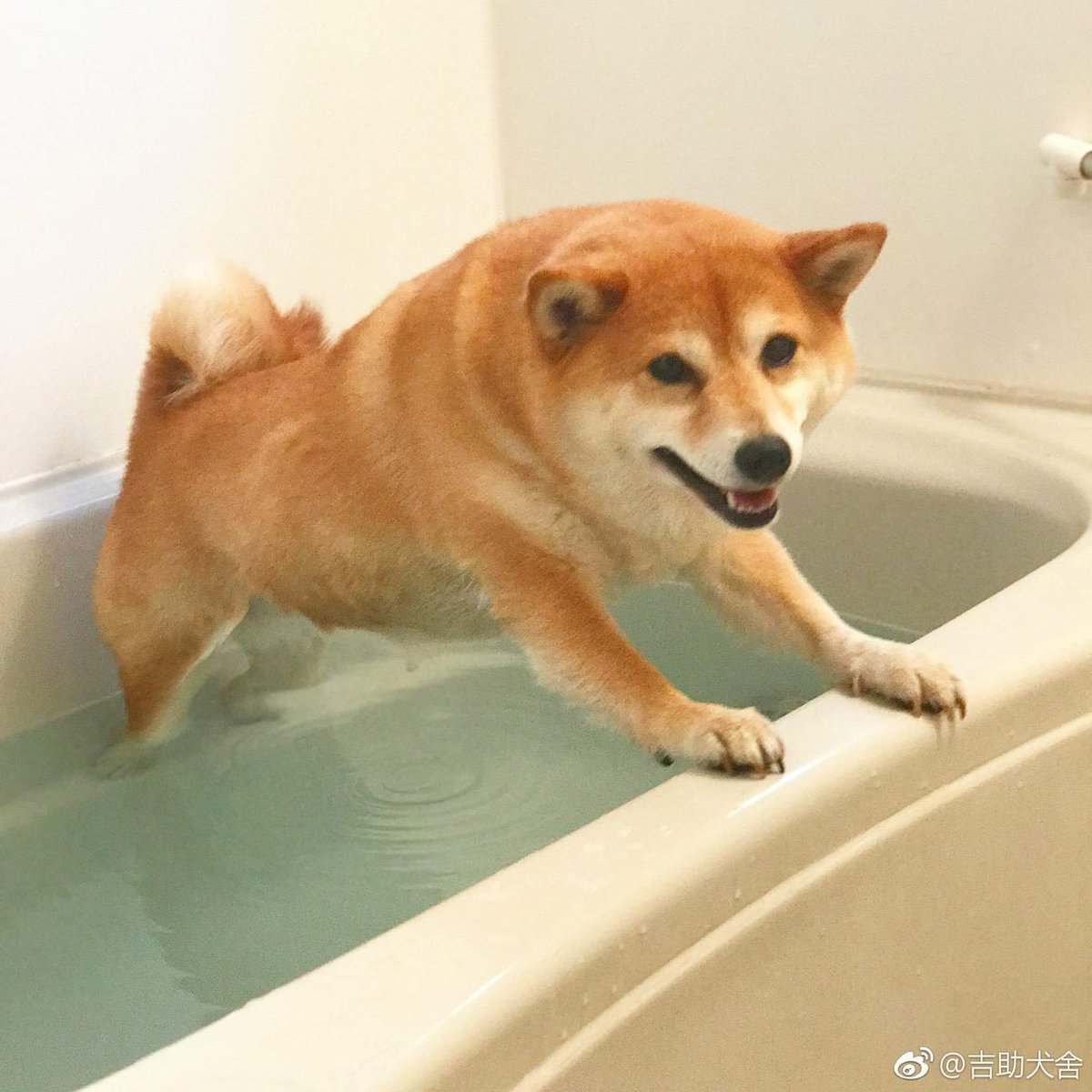 When you don't want to wet your tummy - Dog, Shiba Inu, Shiba, , The photo, Bath, Bathroom, Longpost