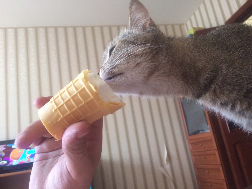 Insolent muzzle and ice cream - My, Ice cream, cat, Impudence, Tasting, Lucky shot, Longpost, Lucky moment