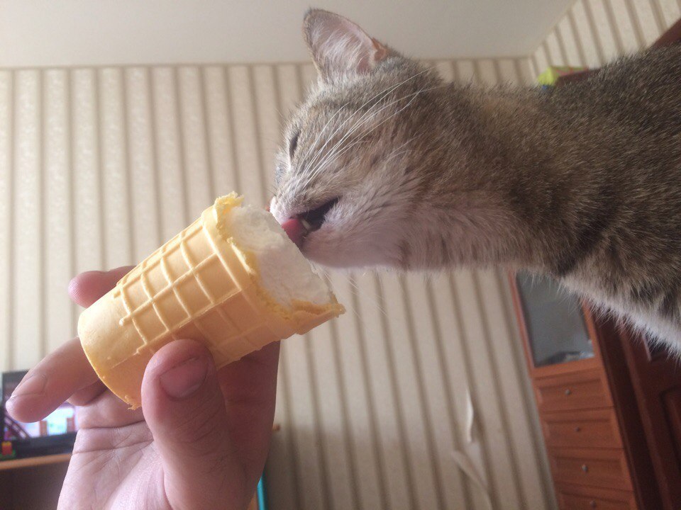 Insolent muzzle and ice cream - My, Ice cream, cat, Impudence, Tasting, Lucky shot, Longpost, Lucky moment