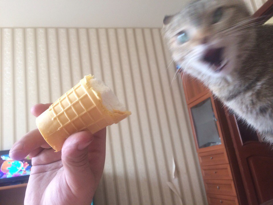 Insolent muzzle and ice cream - My, Ice cream, cat, Impudence, Tasting, Lucky shot, Longpost, Lucky moment