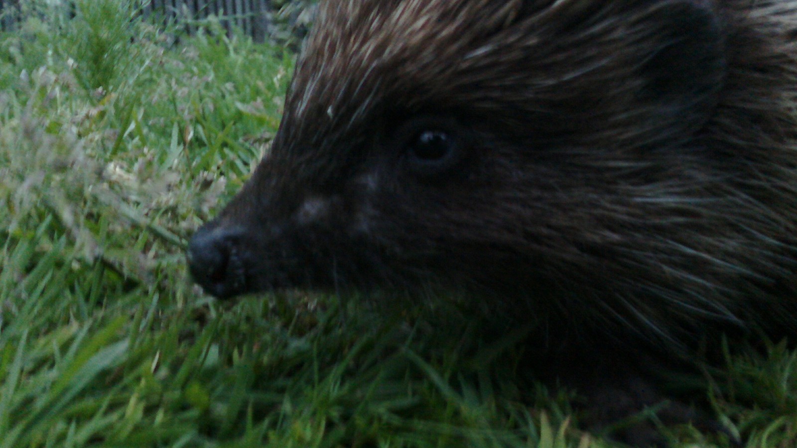 Hedgehog of my evening - My, Hedgehog, Accident