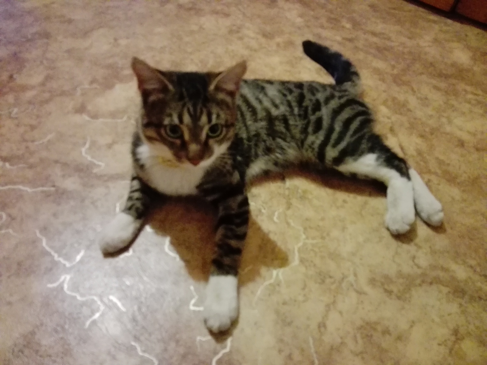 Yoshkar-Ola, domestic cat found [Owner found] - cat, Found a cat, Lost cat, Yoshkar-Ola, Mari El, Good league, Longpost