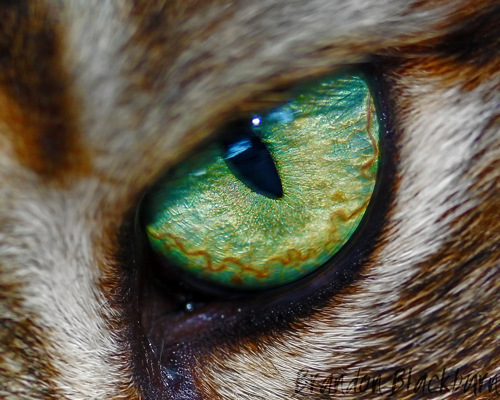 cat eyes compilation - cat, Eyes, Macro, Macro photography, The photo, Not mine, Longpost