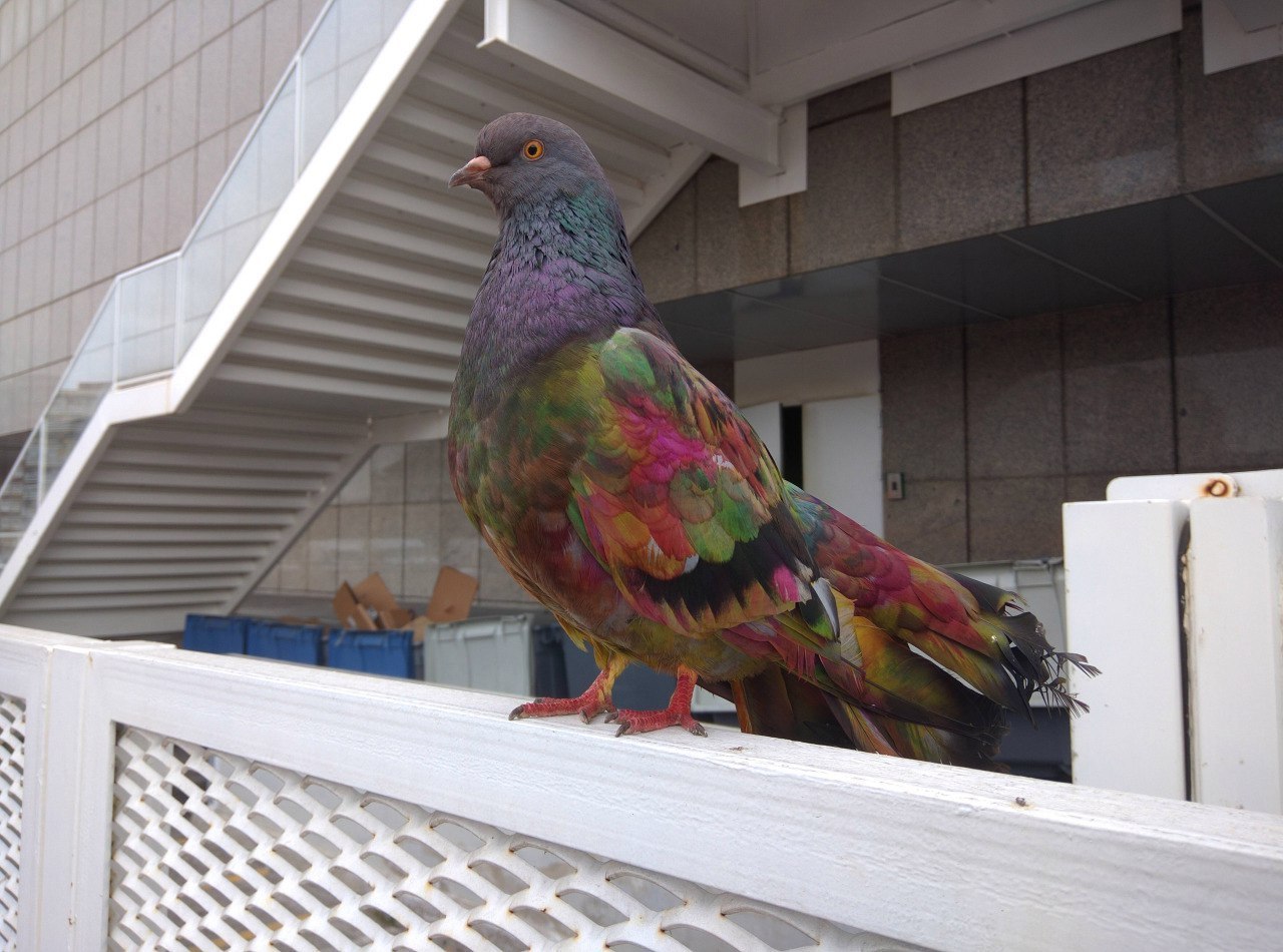 What kind of view is this?! - A parrot, Holi color festival, Pigeon