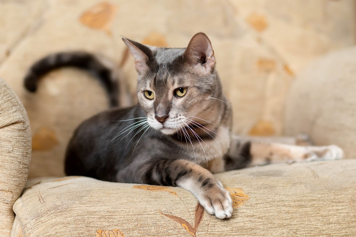 Borisych - Boris, cat, Boss, Armchair, Stylishly, Homemade, The photo, Bosses