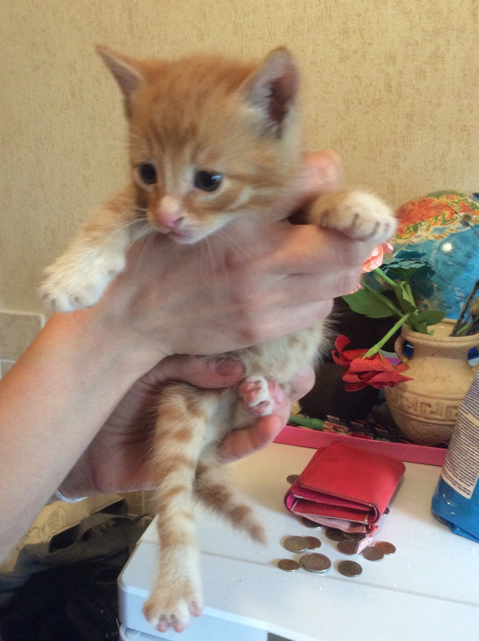 Dropped a cat with kittens - Help, Penza, cat, Longpost