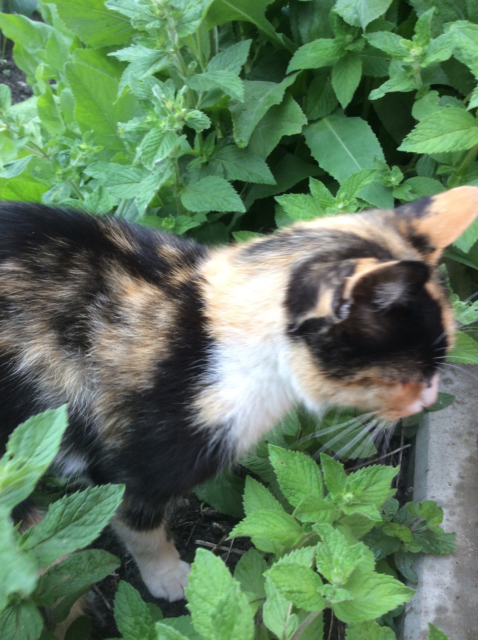 Dropped a cat with kittens - Help, Penza, cat, Longpost