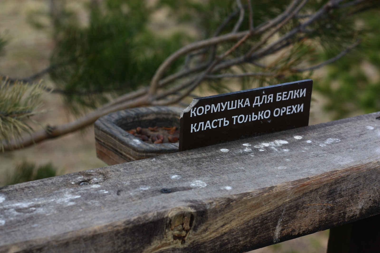 Photo from the datsan Rinpoche bagsha in Ulan-Ude - My, The photo, Buryatia, Buddhism, Temple, Longpost