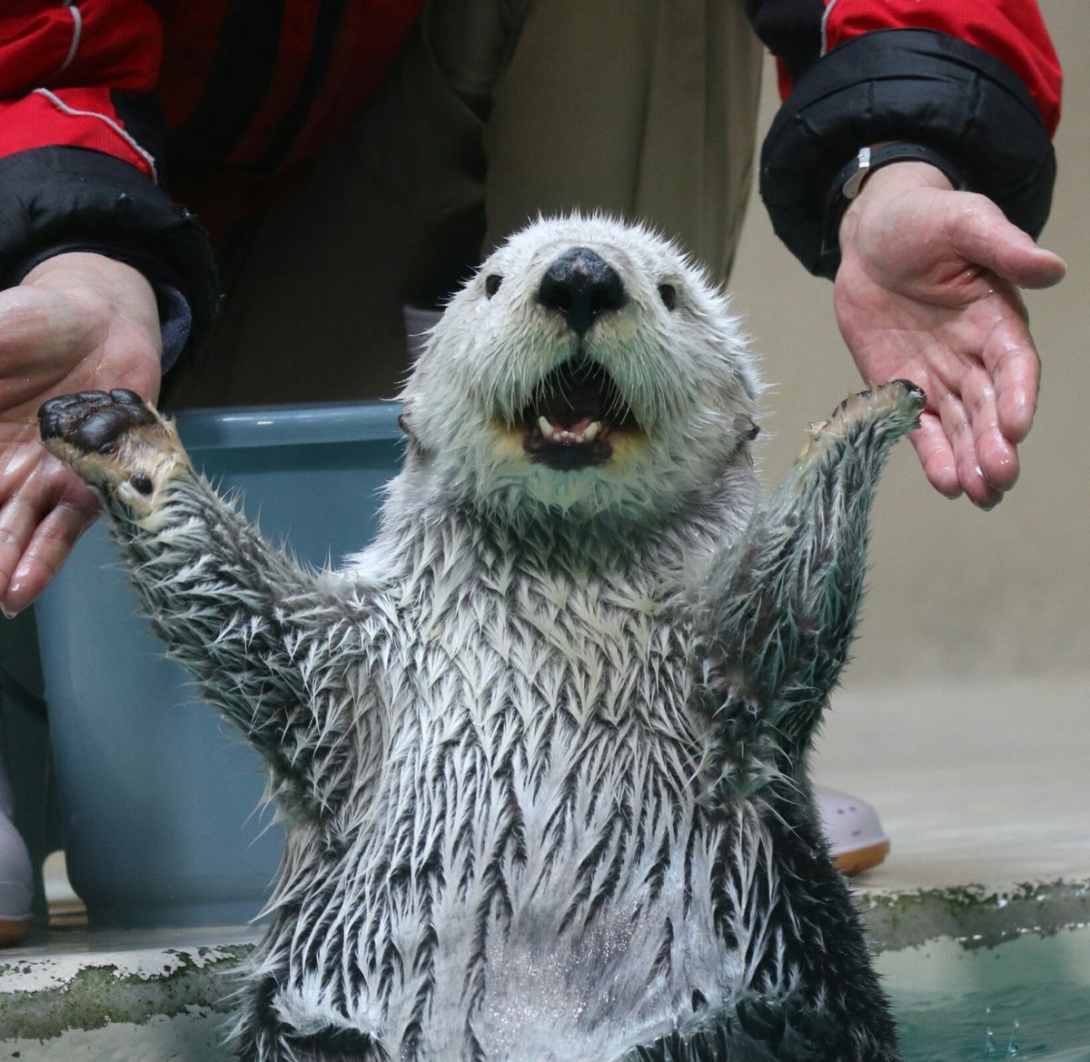 Here I am! - Otter, Otters, Milota, Animals, Sea otter