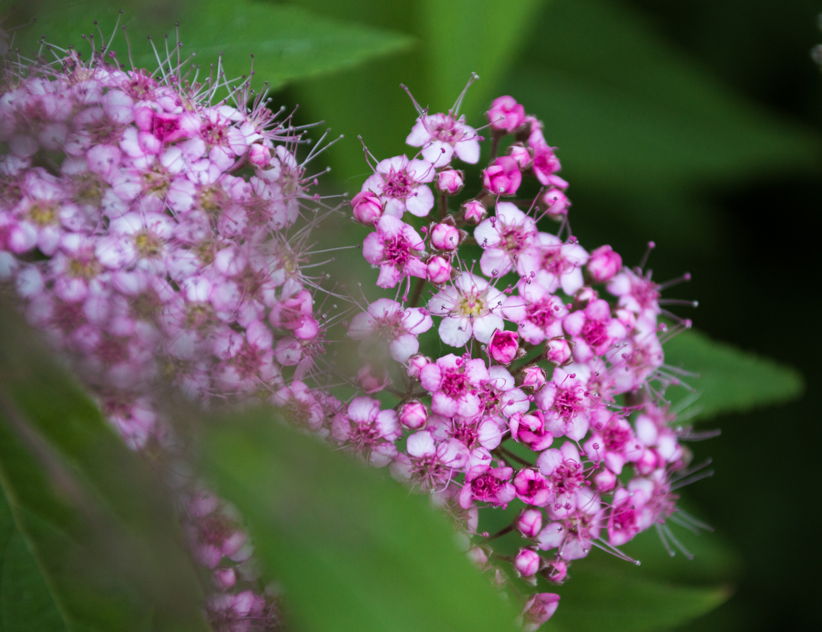 Spiraea Boumalda Anthony Waterer - My, Flower, Spirea, Voronezh, The photo, Flowers, Nikon d3200