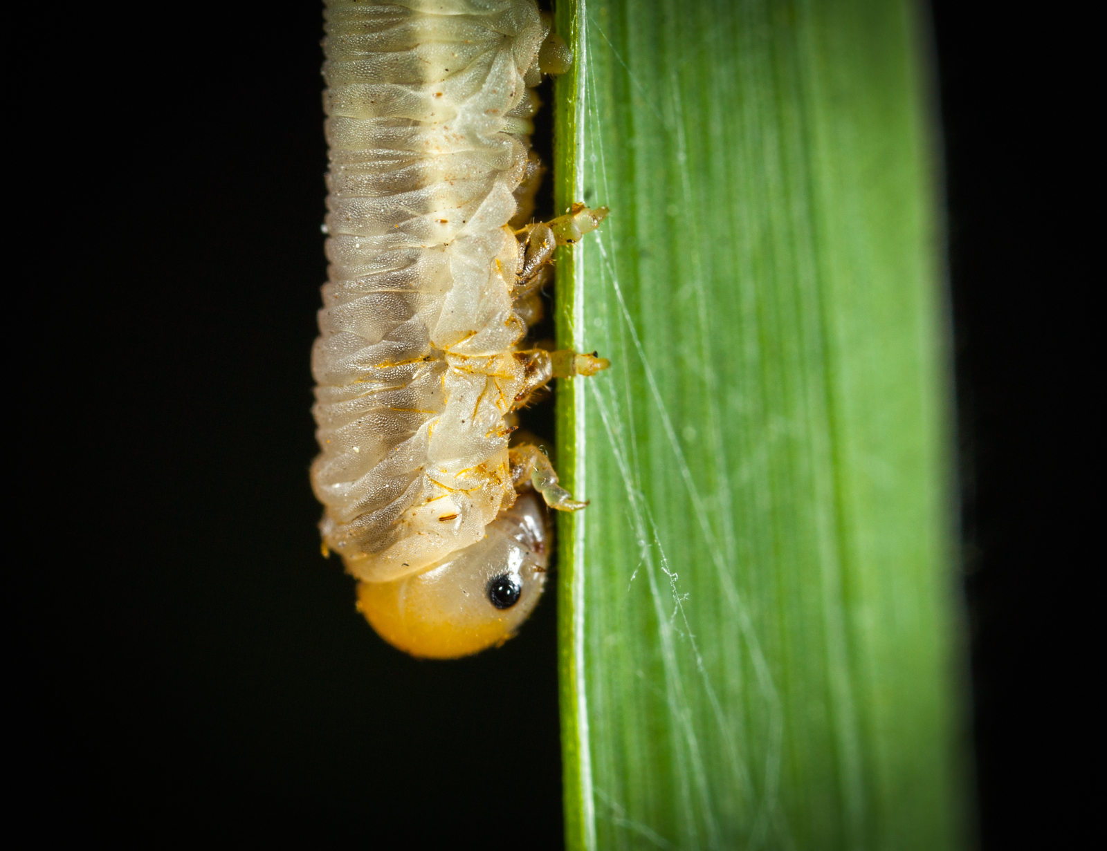 Macro hunting №113 - My, Arachnida, Caterpillar, Жуки, Butterfly, Муха, Flowers, Macrohunt, Longpost, Macro photography