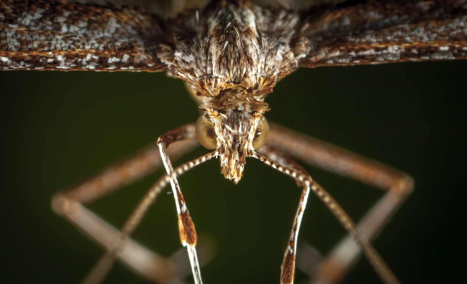 Macro hunting №113 - My, Arachnida, Caterpillar, Жуки, Butterfly, Муха, Flowers, Macrohunt, Longpost, Macro photography