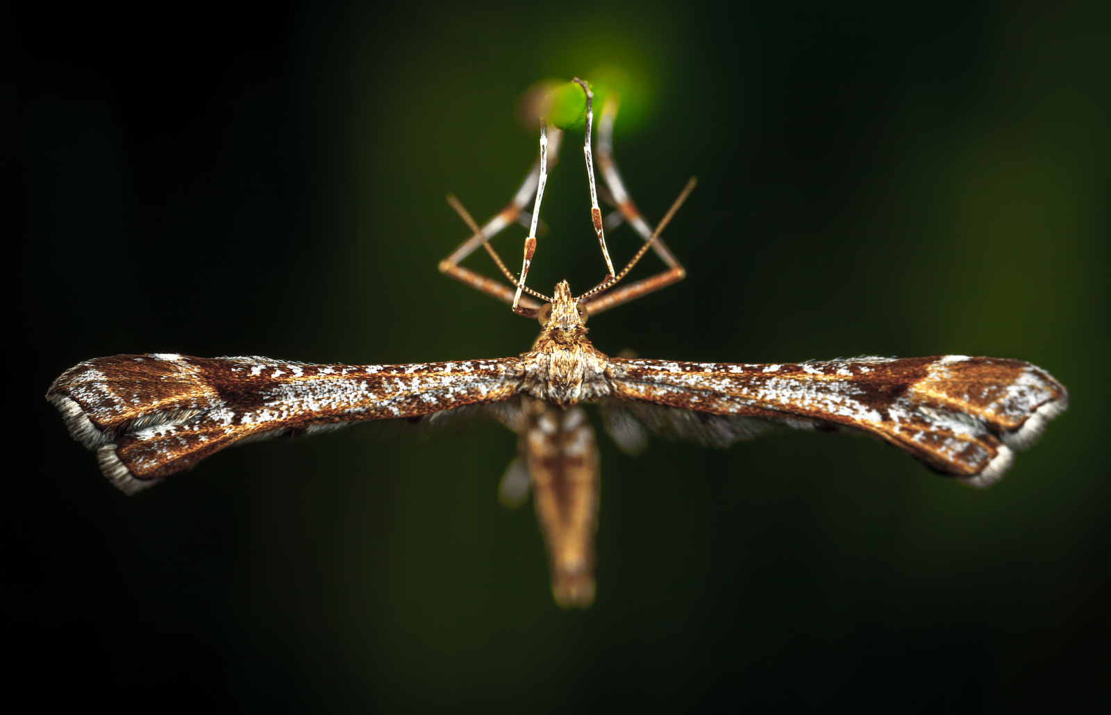 Macro hunting №113 - My, Arachnida, Caterpillar, Жуки, Butterfly, Муха, Flowers, Macrohunt, Longpost, Macro photography