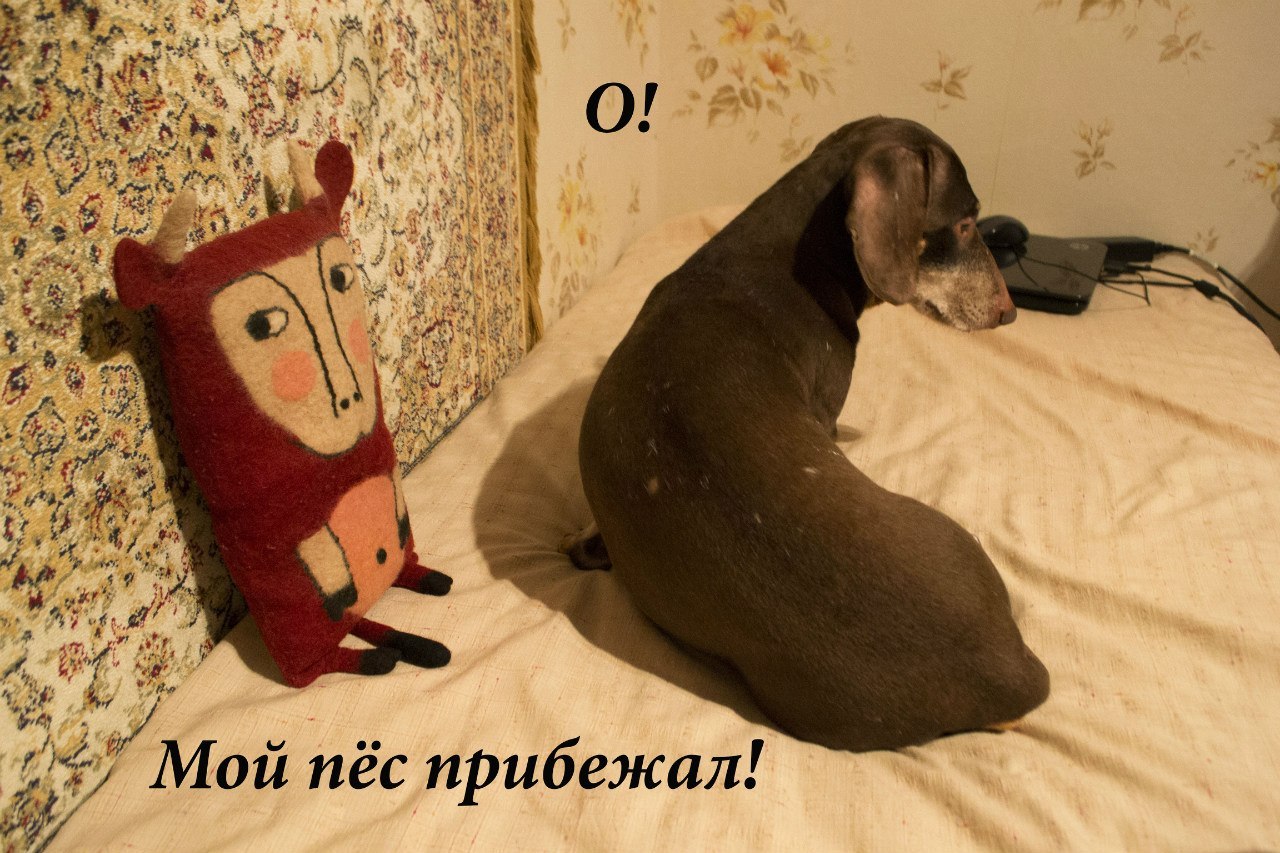 Bada's life - My, Comics, The photo, Longpost, Dachshund, Dog, House, Experiment, Story