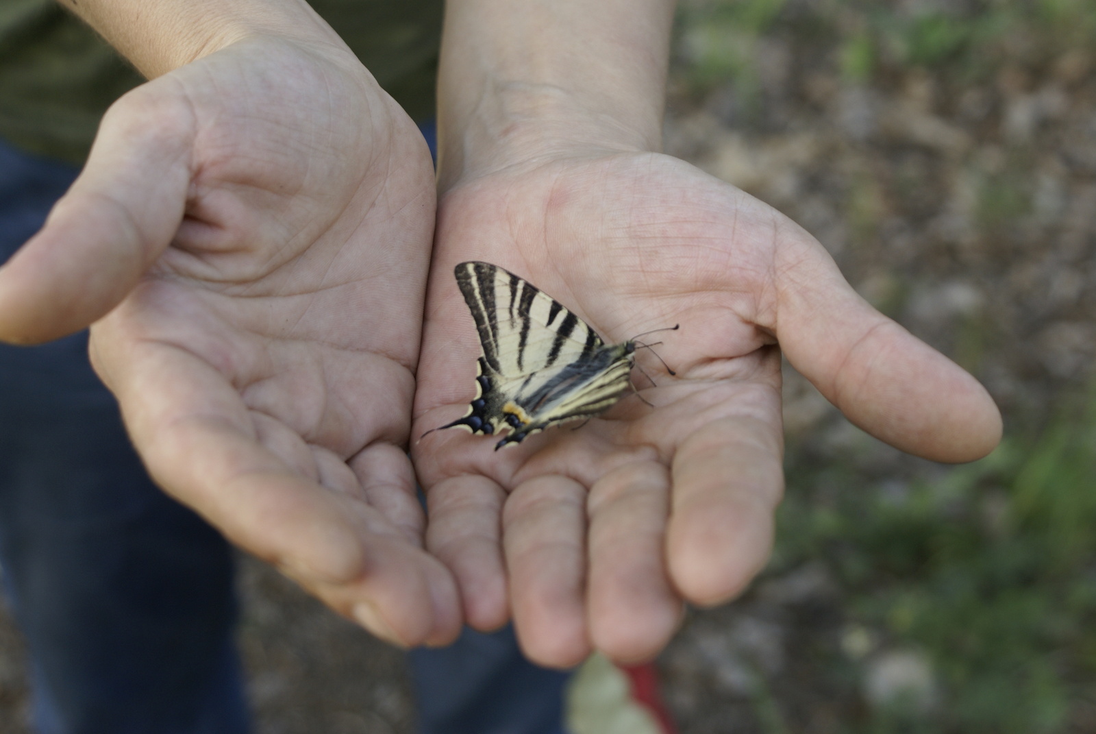 Butterflies - My, Butterfly, Nature, Longpost