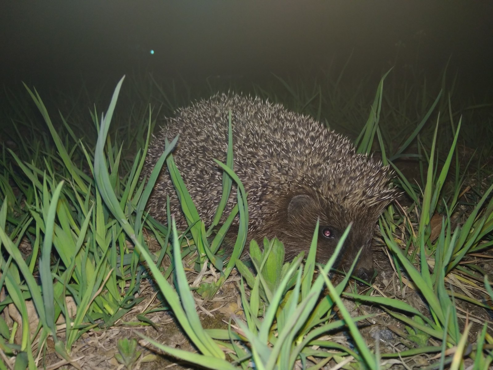 The hedgehog came to work with us (: - My, Hedgehog, Sestroretsk, The photo