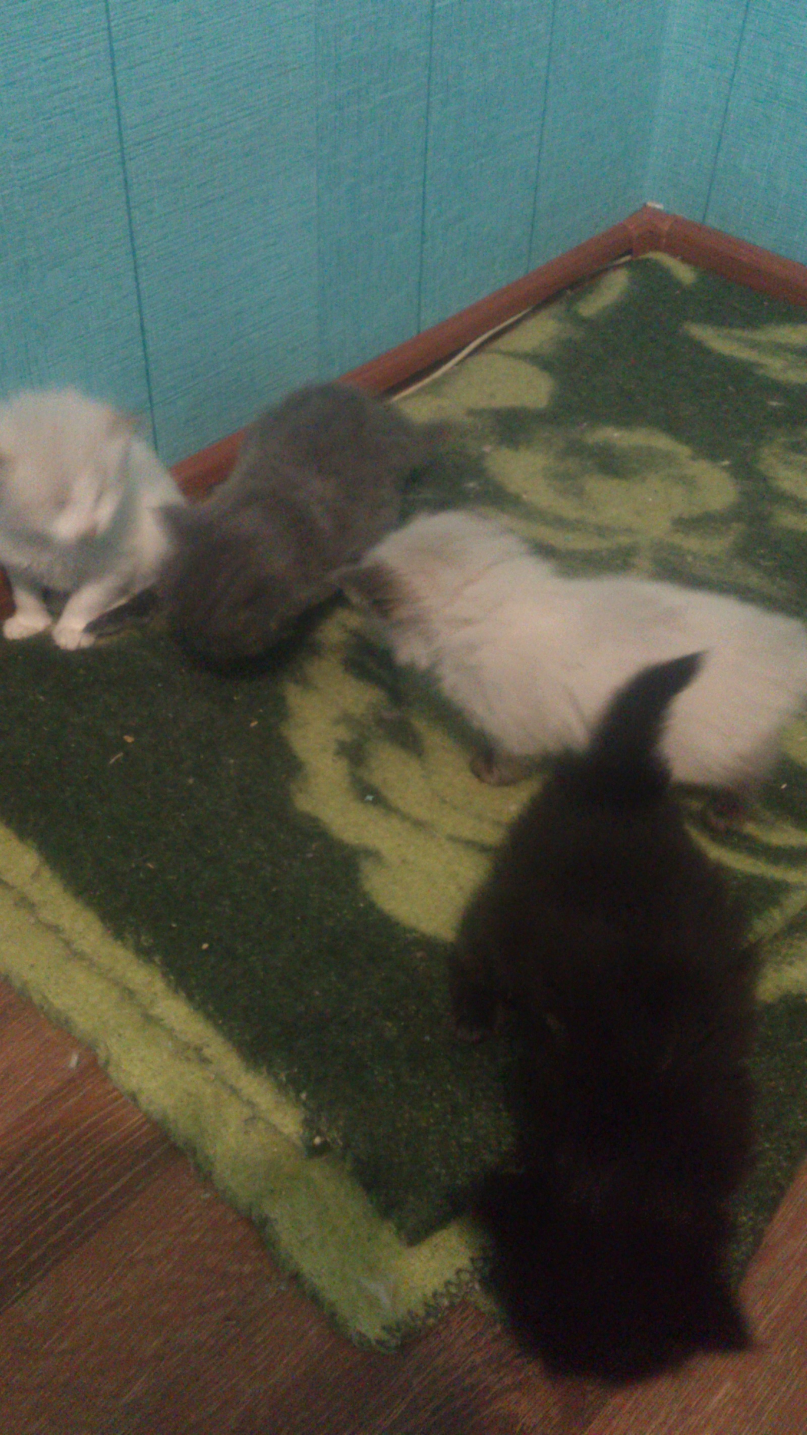 Selling kittens for 1 ruble in Perm - My, cat, Help, Permian, 