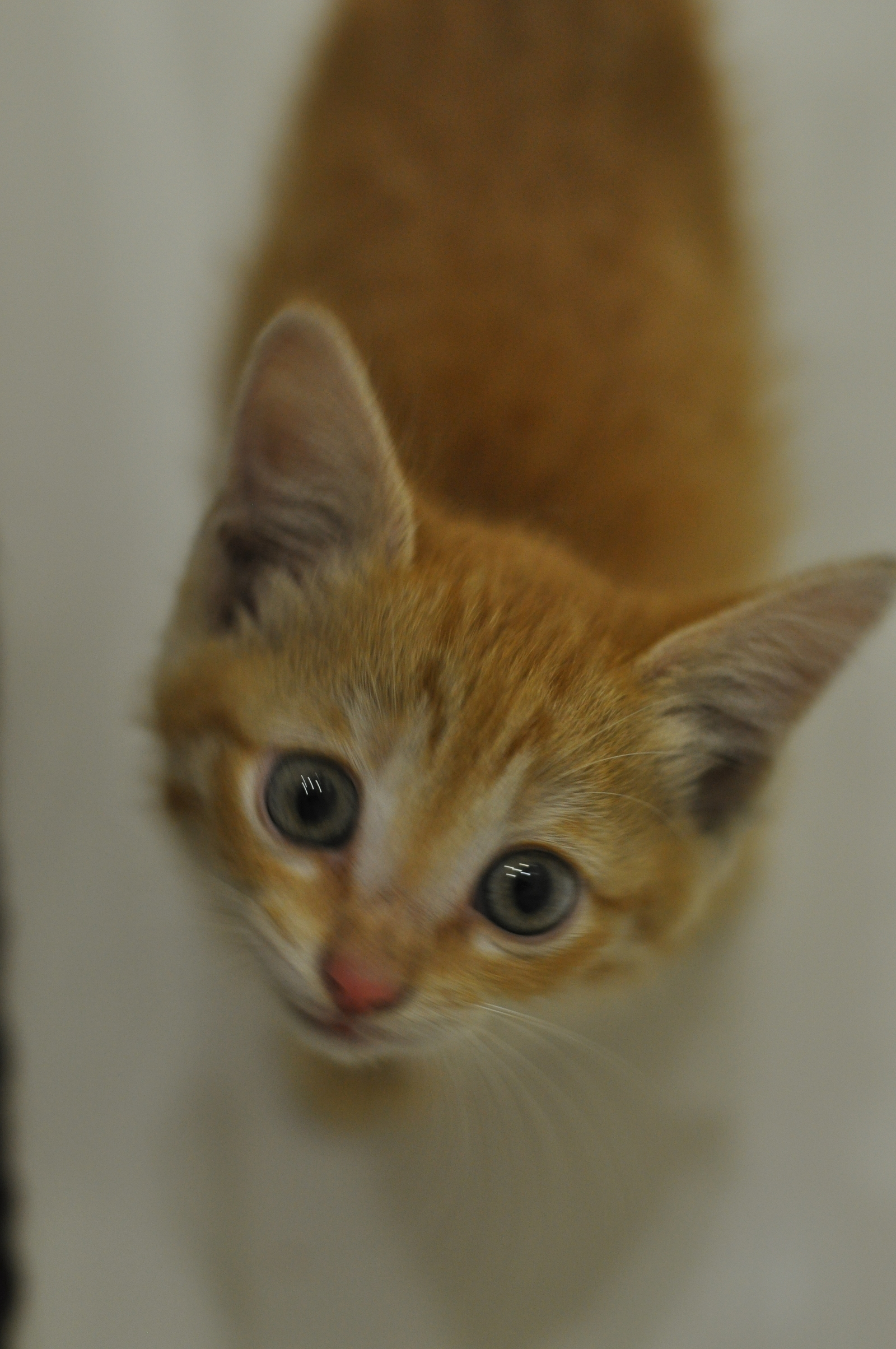 Little red kitten, 1 month old. Looking for a home! Moscow - My, , Moscow, In good hands, cat, The strength of the Peekaboo, , Longpost