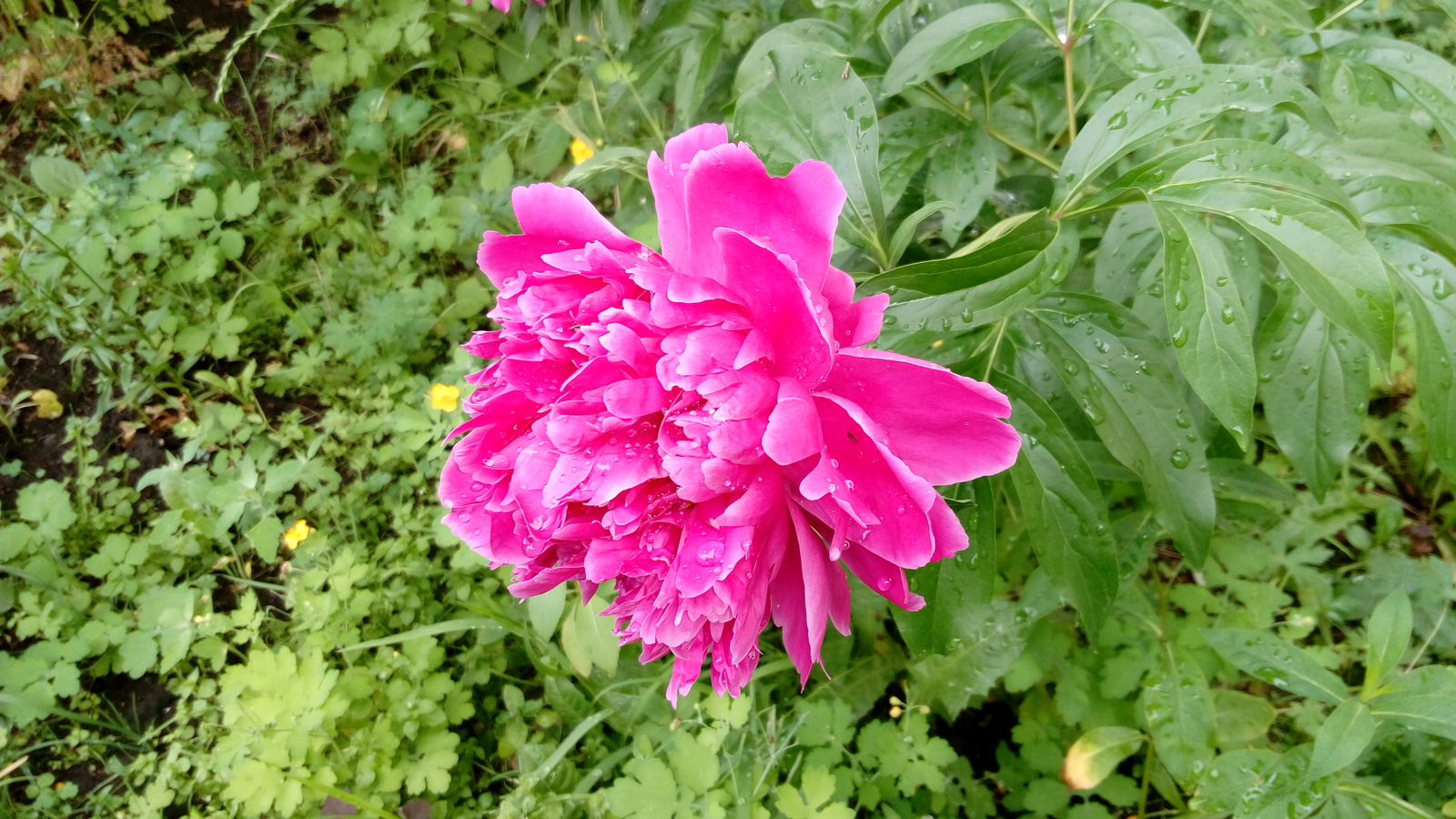 After the rain - My, Peonies, After the rain