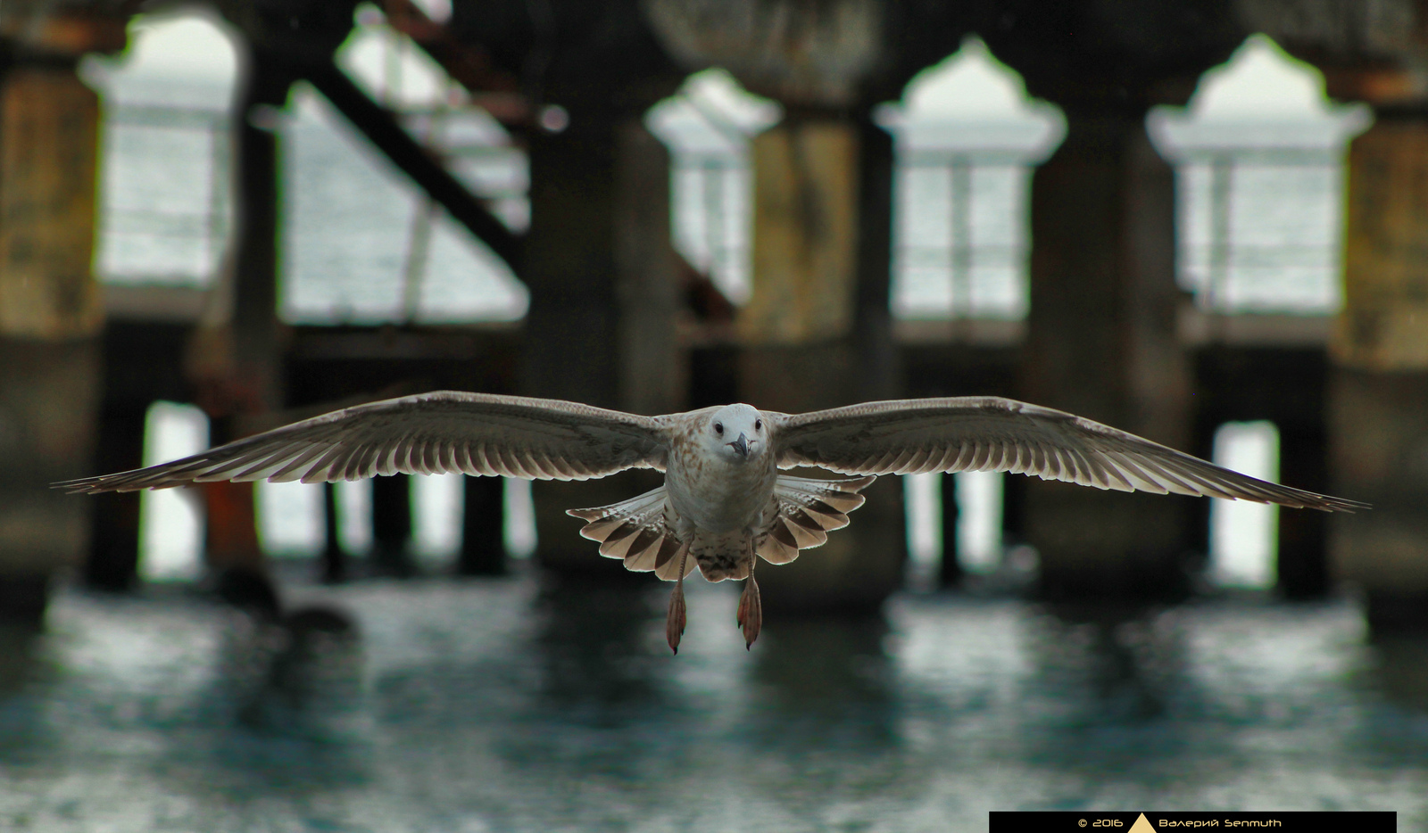 I'm going to land - My, Canon, The photo, Birds, Sea