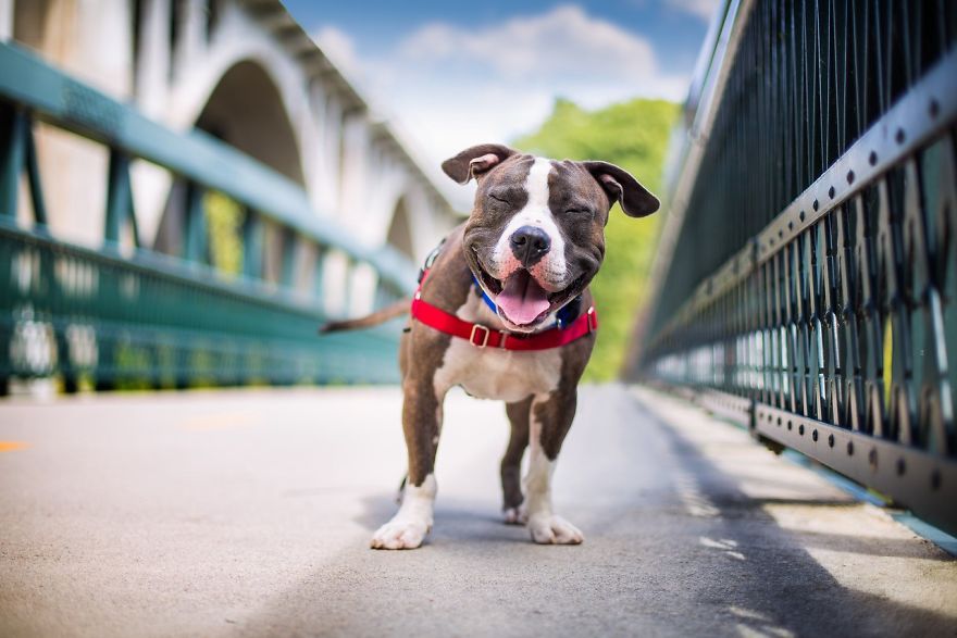 The best dog pictures of 2017 - The photo, Dog, Once upon a time there was a dog, Photogenic, A selection, Puppies, Milota, Longpost