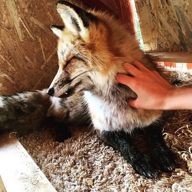 Pet me man ^.^ - Fox, Milota, Domestic fox, Animals, 