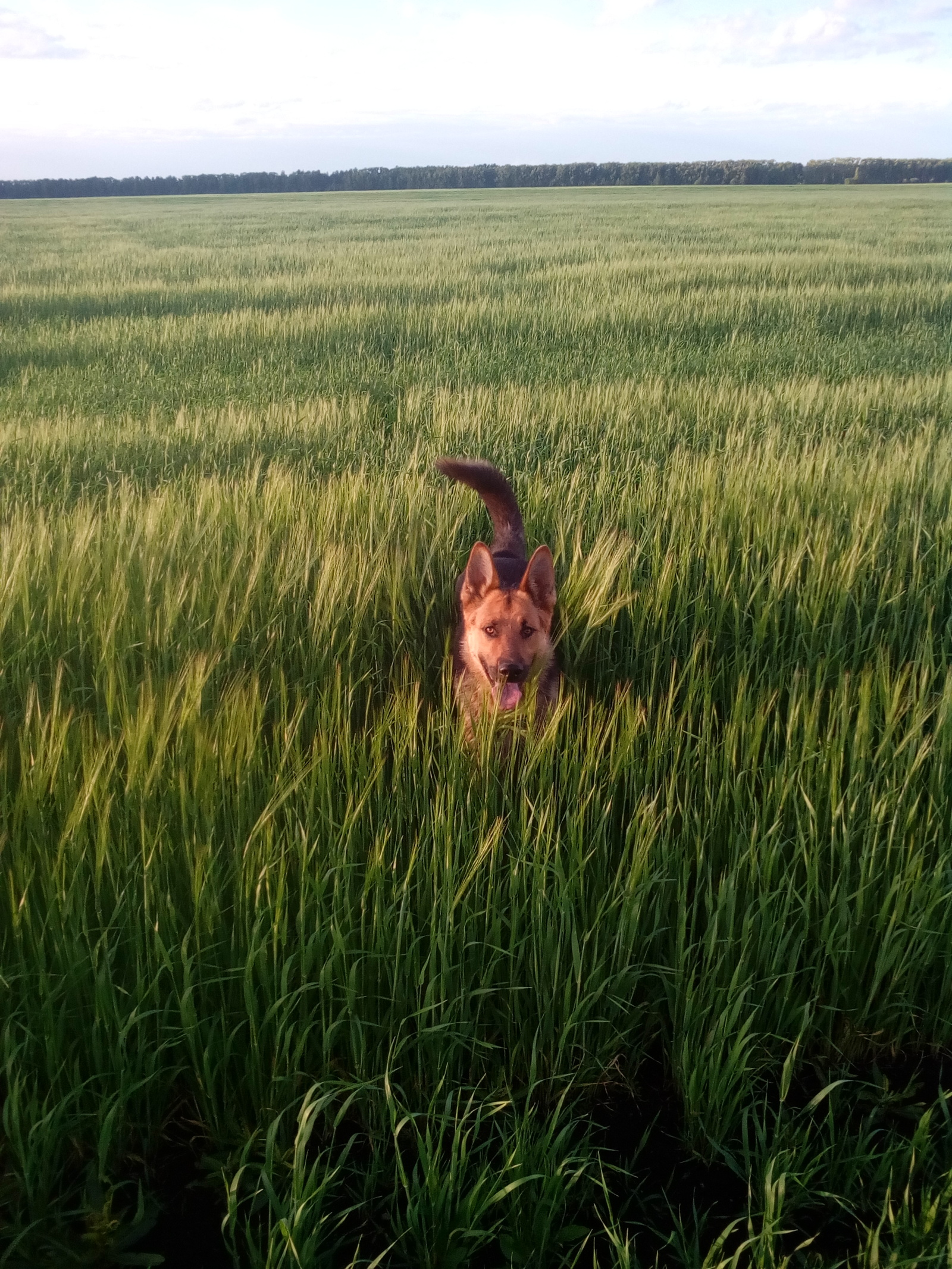 When the grass is up to the ears)) - My, Dog, Grass, Longpost