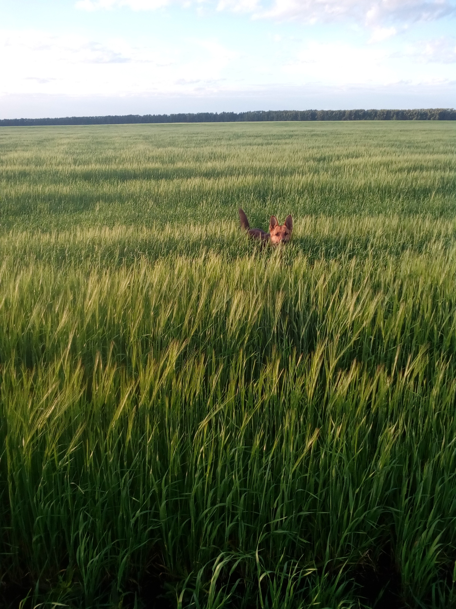 When the grass is up to the ears)) - My, Dog, Grass, Longpost