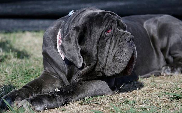 In the US, they chose the ugliest dog in the world - Competition, Dog, Mastiff, Ugly, USA, Longpost