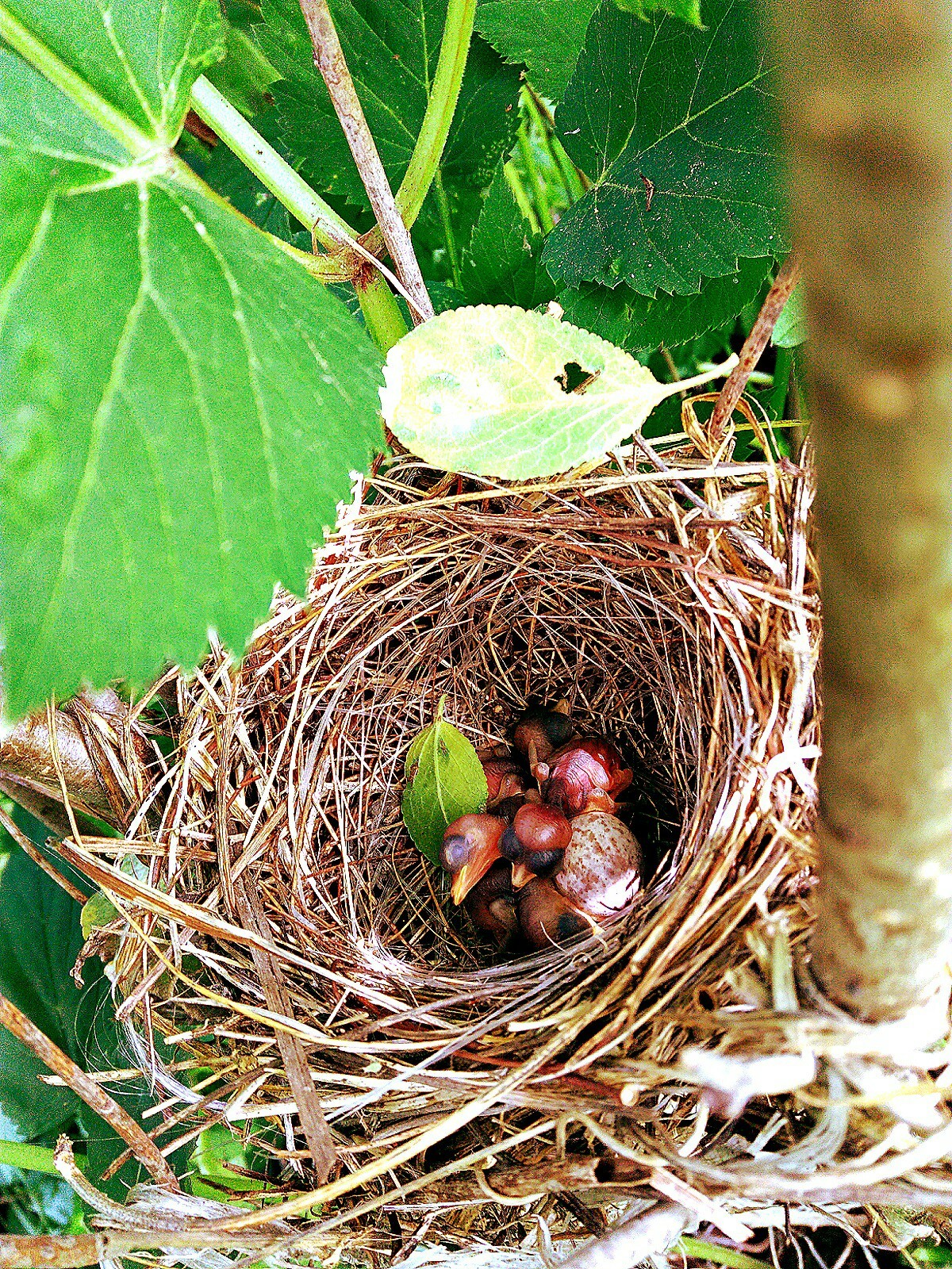 We found babies in the country, but we don’t know what kind of bird this is?) - My, Nature, Dacha, Milota