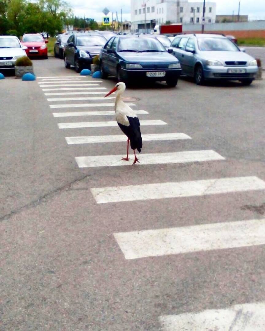 Capital stork - Stork, Minsk, Birds, Traffic rules, Belarus