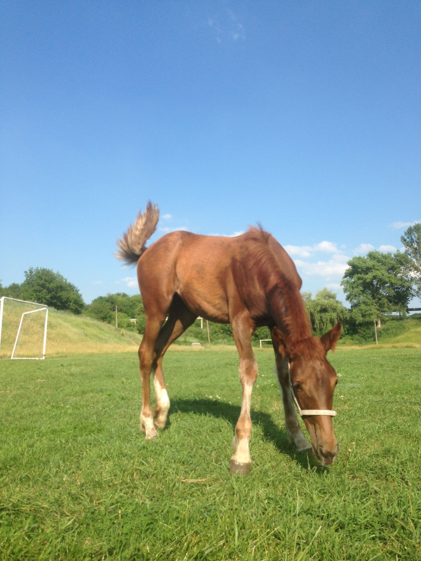 Photo of a foal - My, Foal, Horses, Nature, Animals, beauty of nature, Grass, , Horseback riding, Longpost