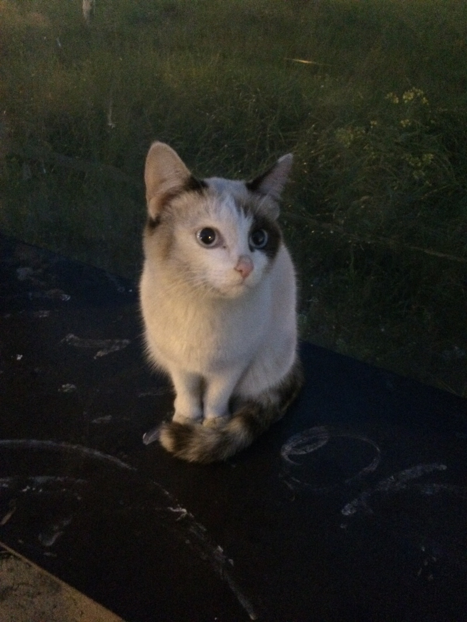 Naberezhnye Chelny. Has anyone lost a cat? - My, cat, The missing, Find, A loss, Naberezhnye Chelny, Longpost, Help