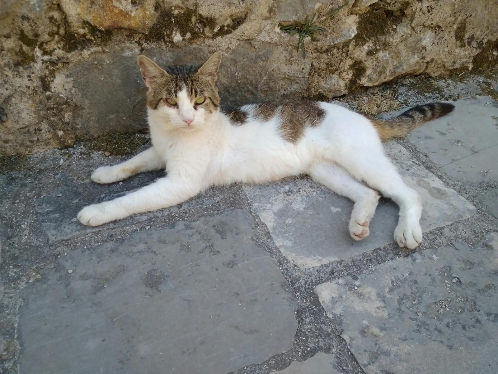 Kotikov Square in Kotor. Cats are everywhere... PS Montenegro, heat + 30 - My, Funny cats, Kotor, Montenegro, Longpost, cat, The photo