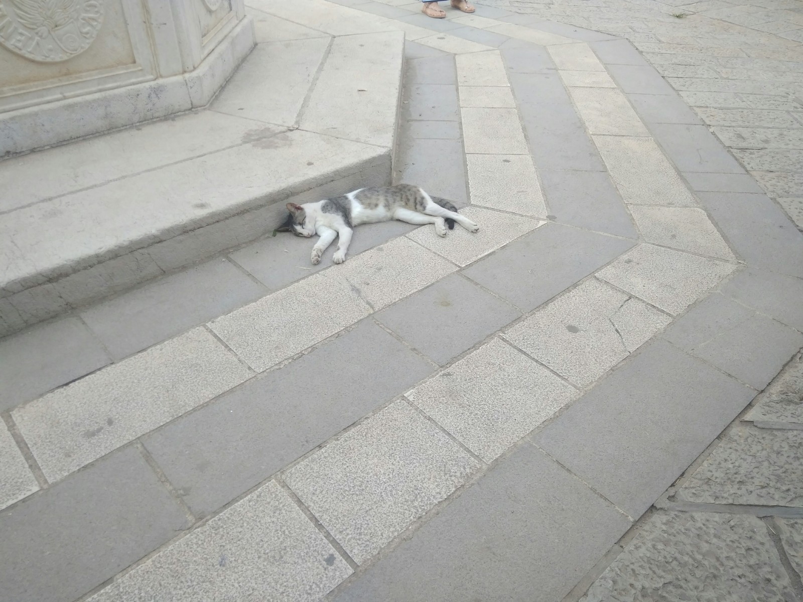 Kotikov Square in Kotor. Cats are everywhere... PS Montenegro, heat + 30 - My, Funny cats, Kotor, Montenegro, Longpost, cat, The photo