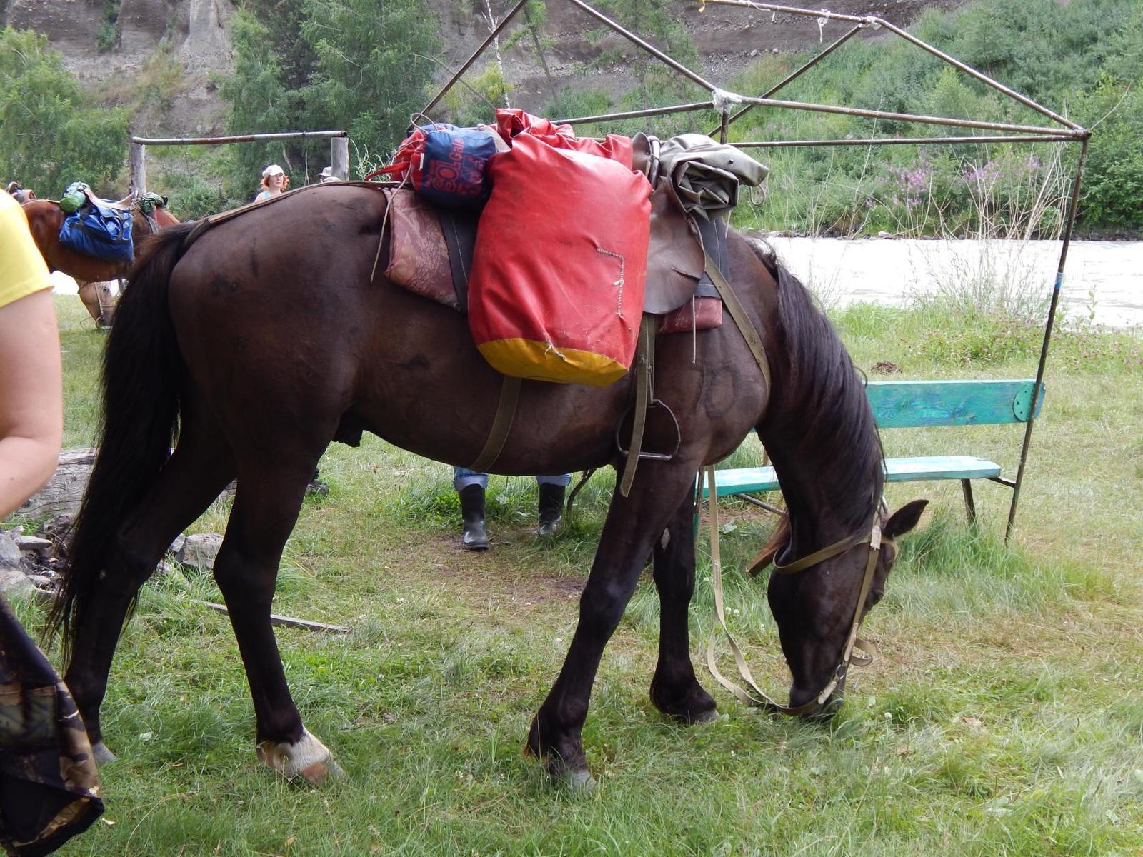 Horseback riding - My, Horseback riding, Mountain Altai, Relaxation, Longpost, Altai Republic