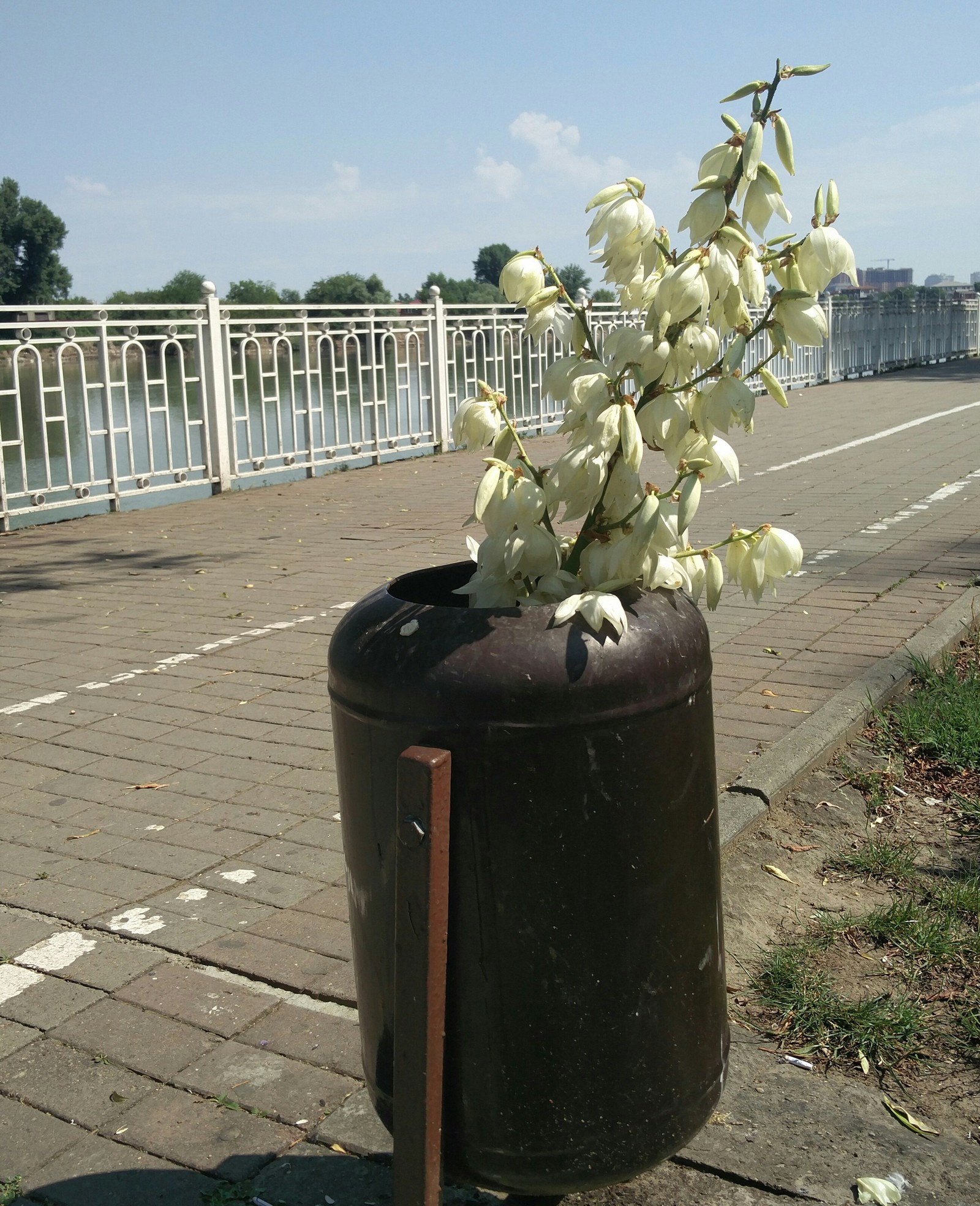 A discarded flower ... (I saw such an unusual flower today at 9 in the morning in a trash can on the embankment ...) - My, Plants, Flowers, Krasnodar