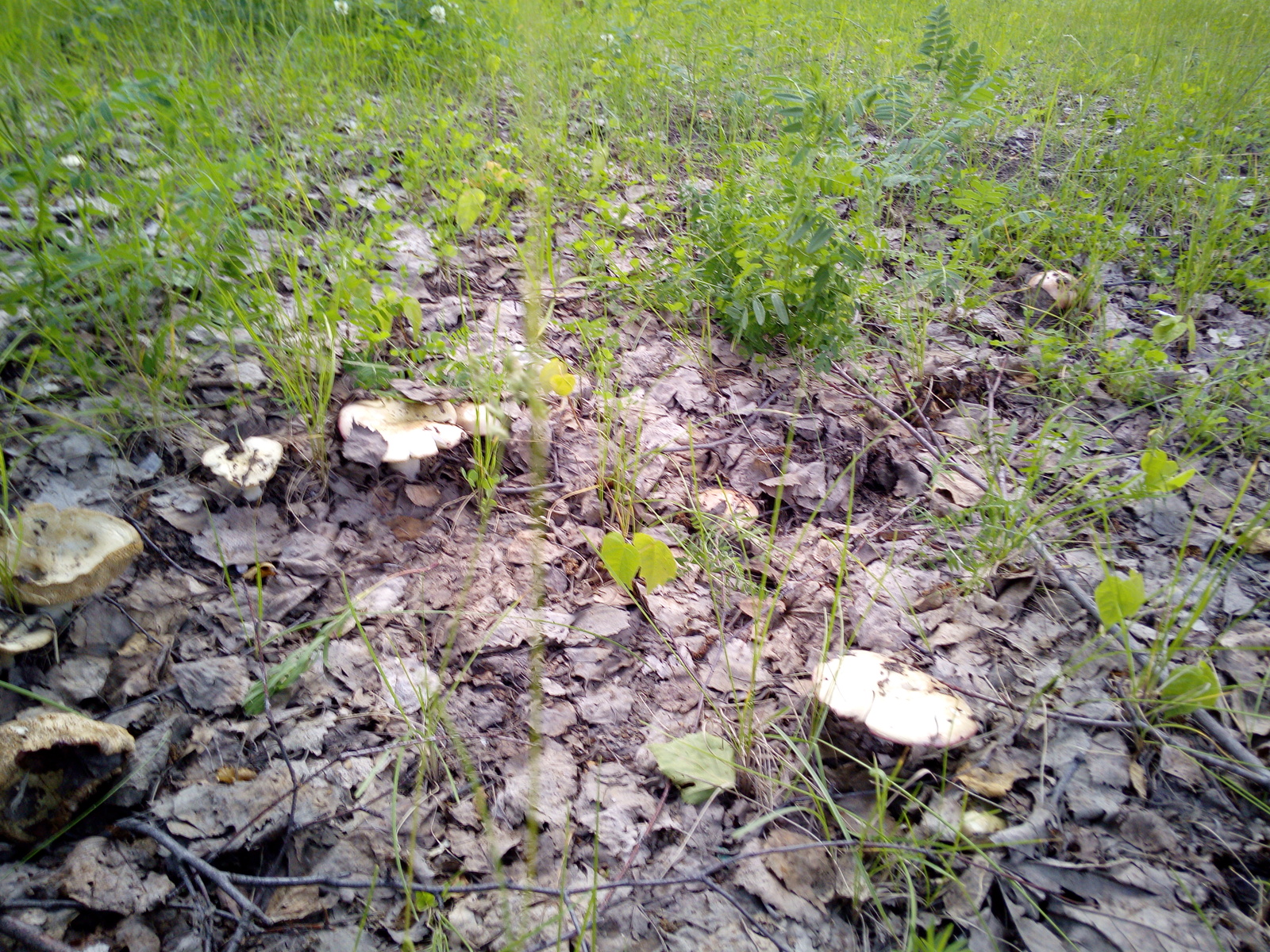 Mushrooms in the city, the wrong summer. - My, Mushrooms, , Naberezhnye Chelny