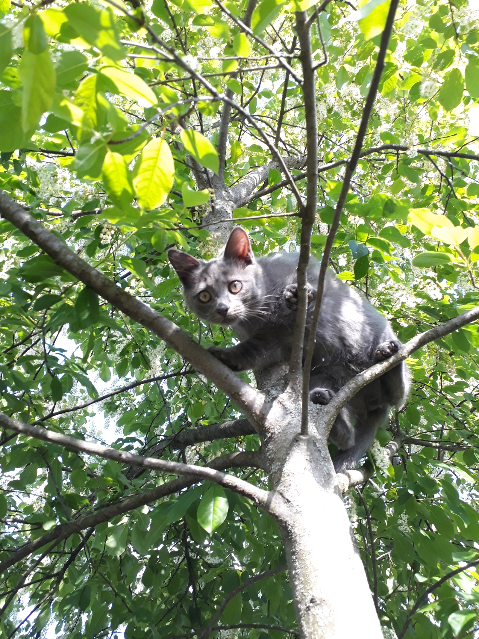 What are you looking at, let me down) - My, cat, Tree