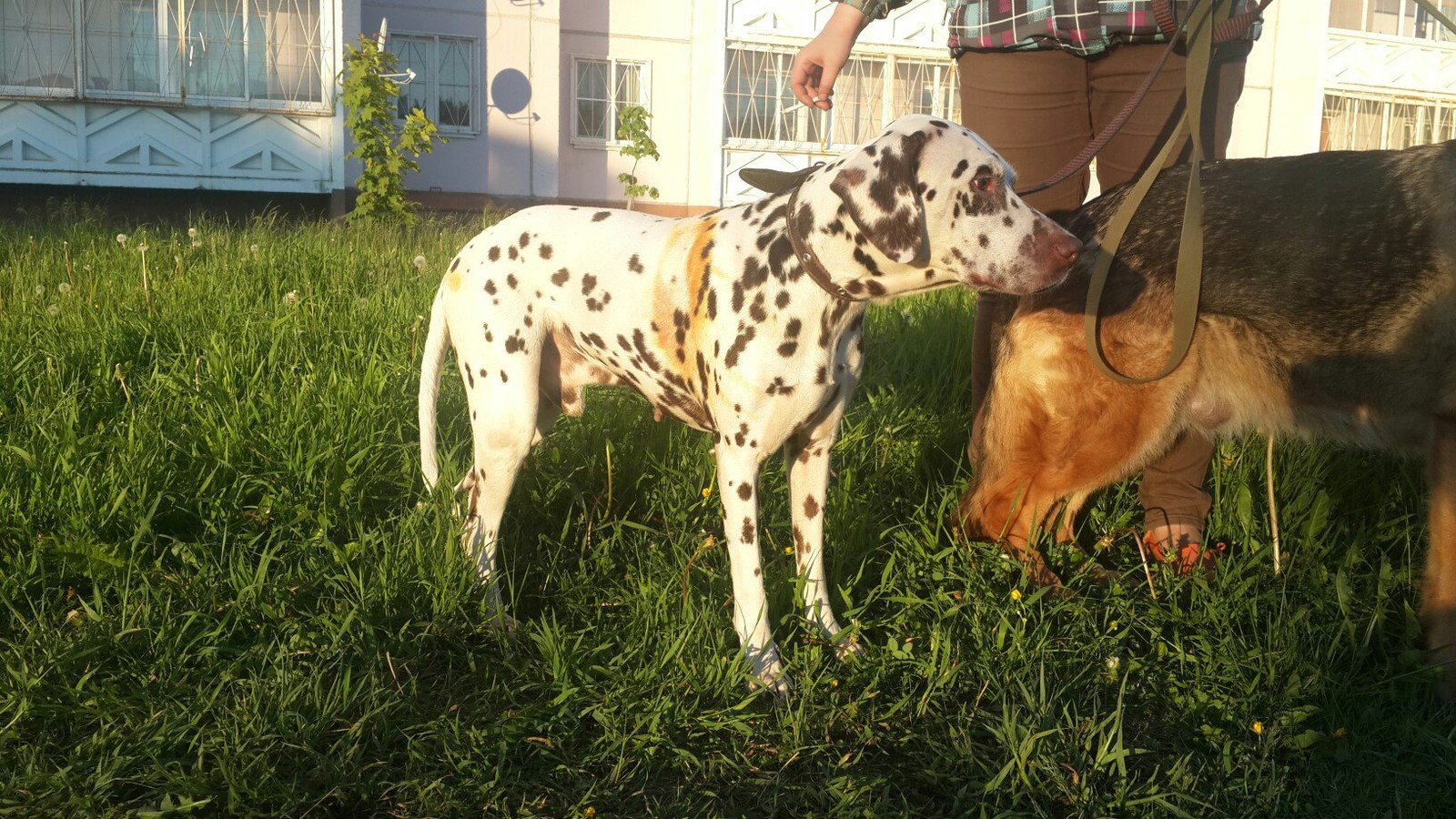 Dalmatian in good hands (Petrozavodsk) - My, Dog, In good hands, Dalmatian, Карелия, Petrozavodsk, Help