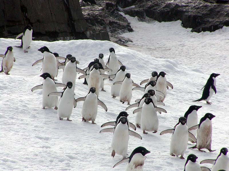 Interesting facts about Antarctica. Part 2 - Longpost, Antarctica, Antarctic, Facts, Interesting, Informative