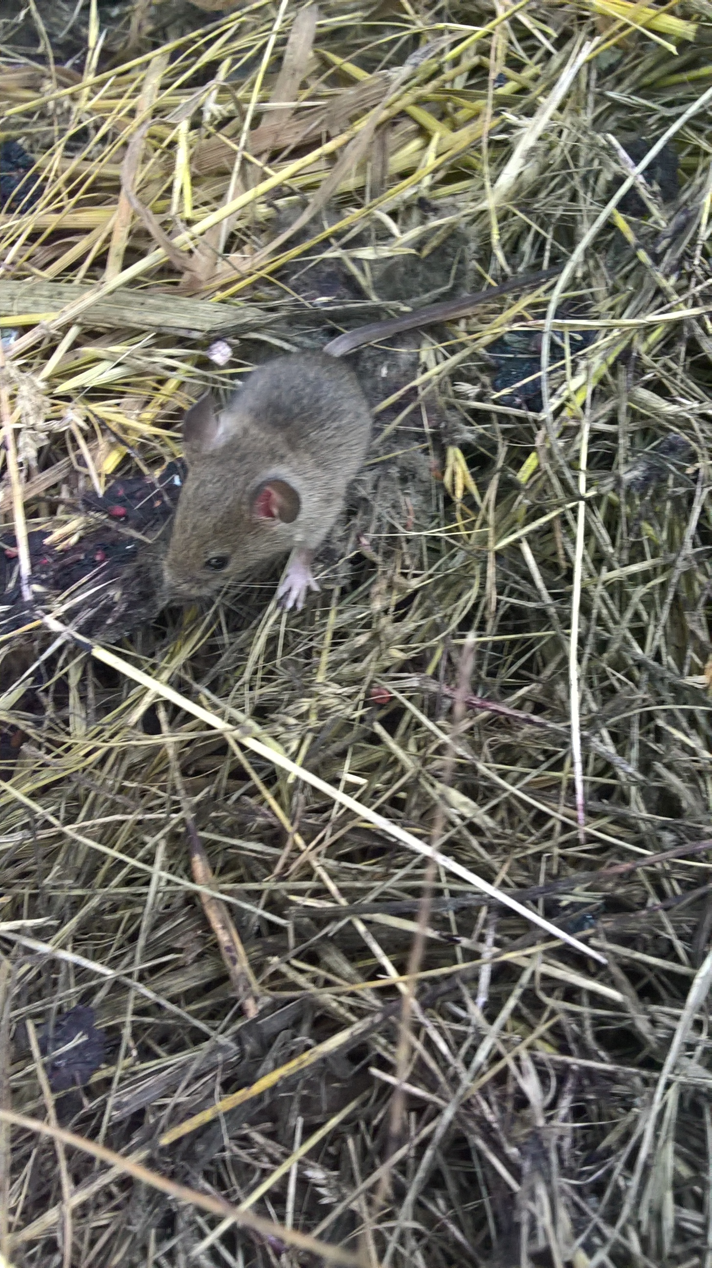 Crumb - My, Summer practise, Mouse, Vole, Milota, Longpost