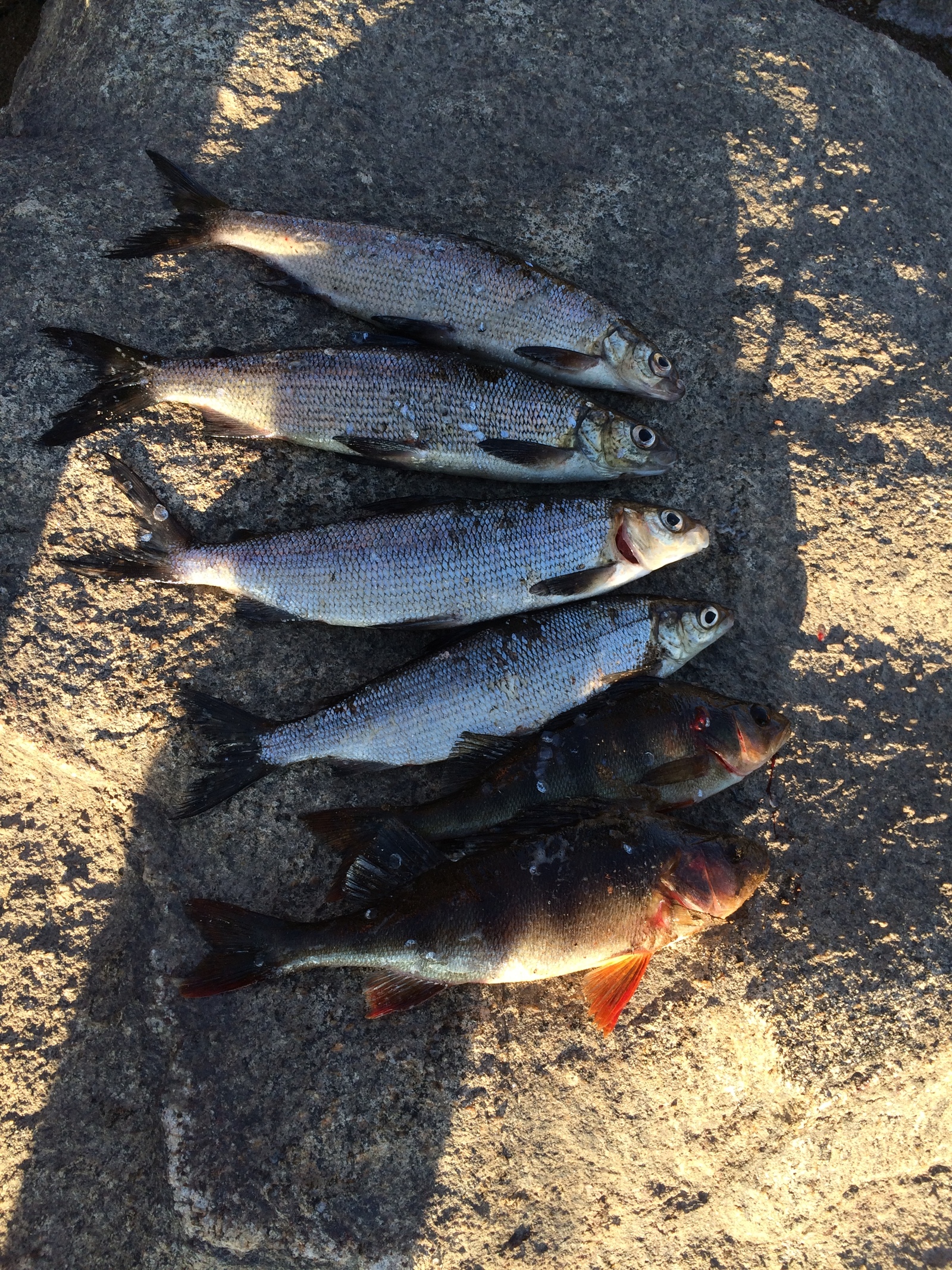 Fishing on the Kola Peninsula - My, Fishing, Kola Peninsula, A fish, Relaxation, Longpost