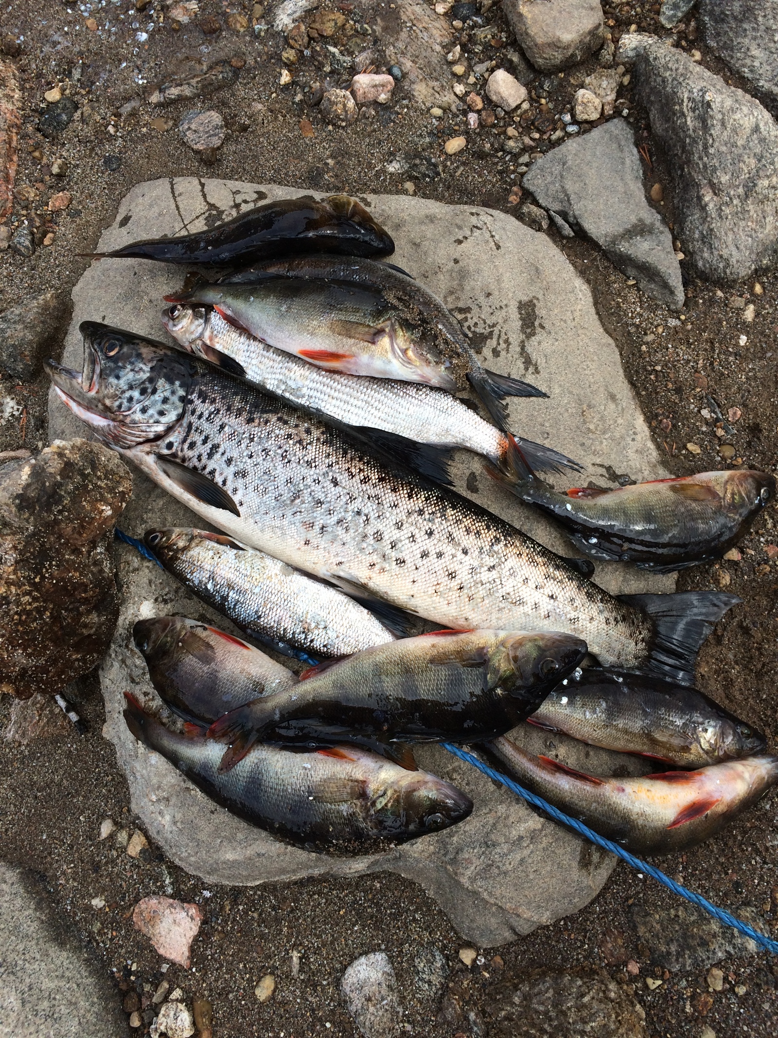 Fishing on the Kola Peninsula - My, Fishing, Kola Peninsula, A fish, Relaxation, Longpost