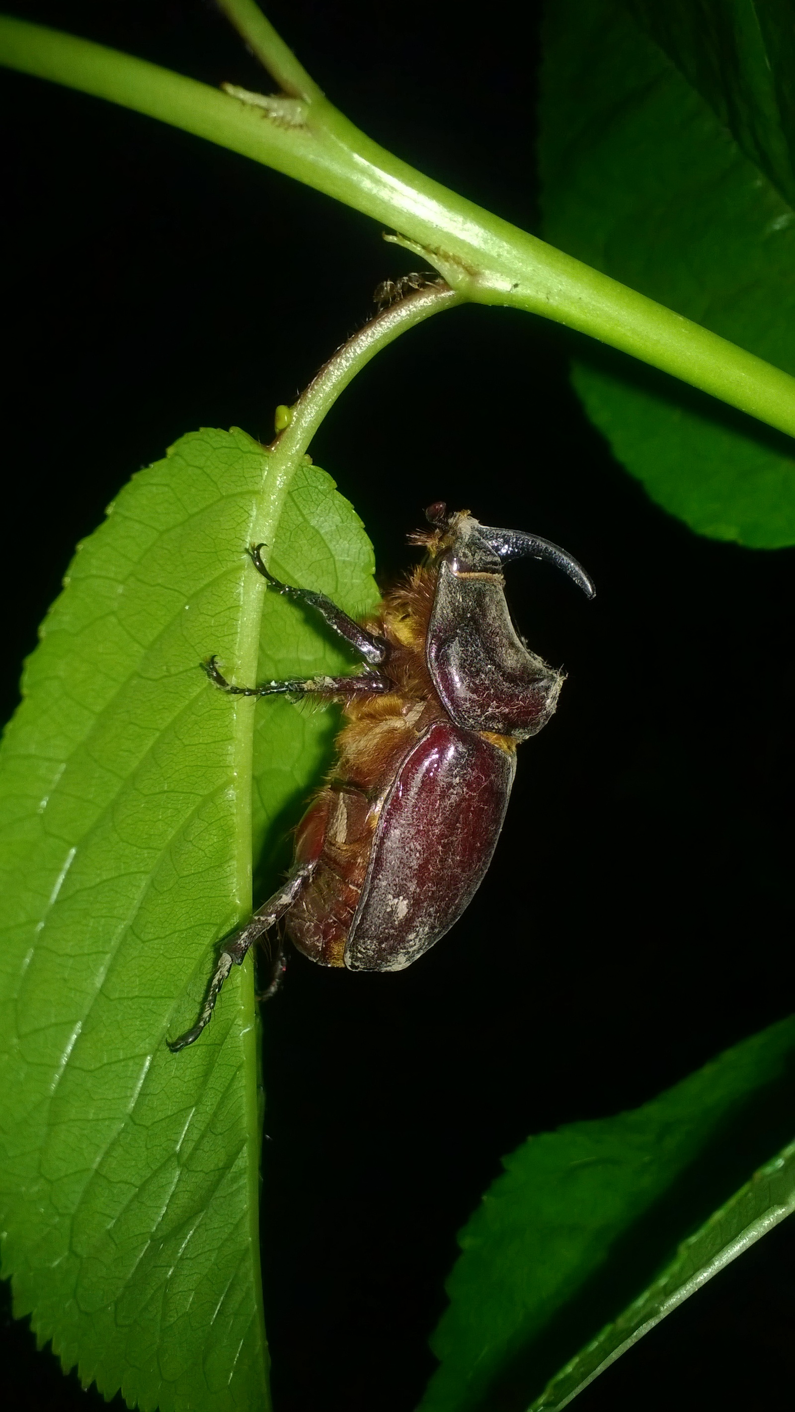 Night guest - My, Жуки, Rhinoceros beetle, Gelendzhik