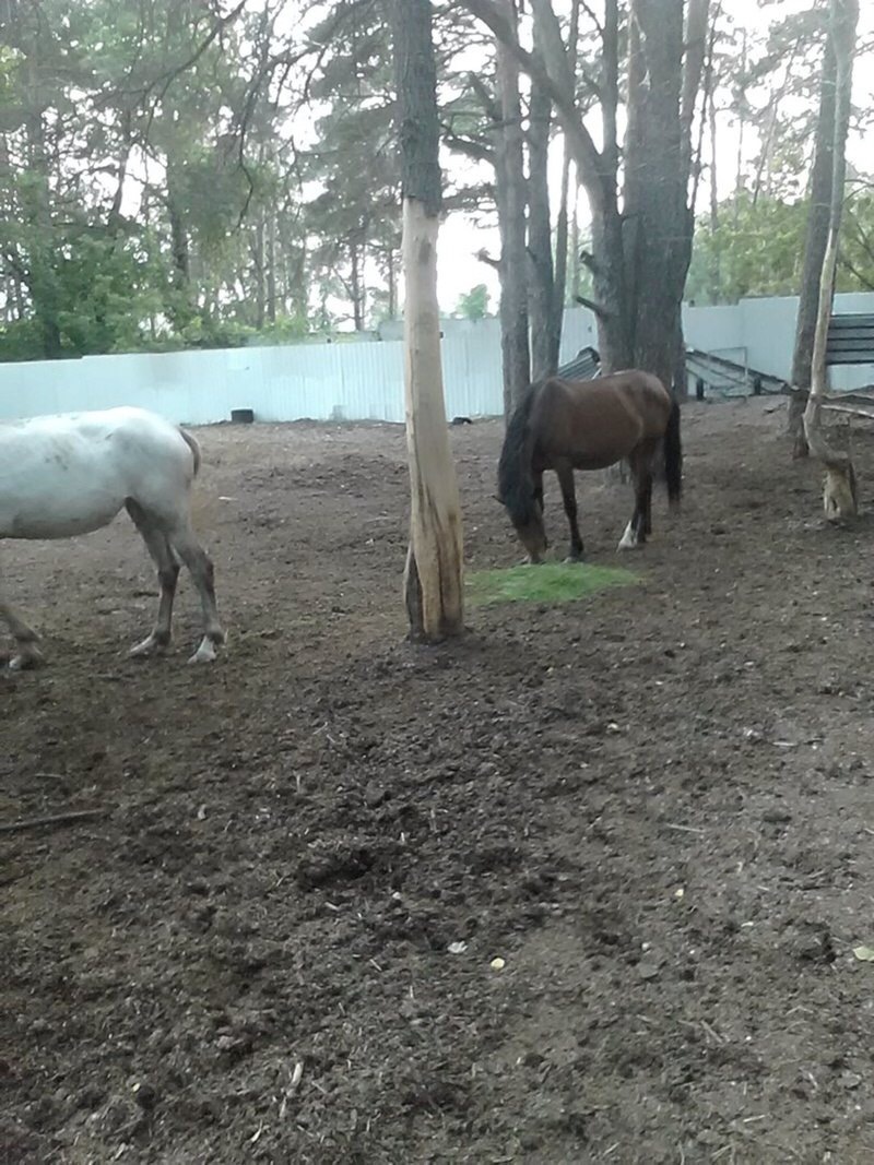 Dying horses found on the territory of the Tyumen plant - Horses, Help, Horror, Longpost