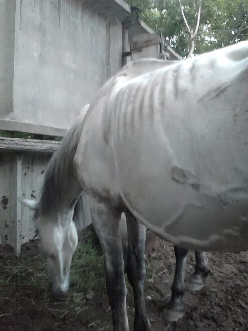 Dying horses found on the territory of the Tyumen plant - Horses, Help, Horror, Longpost