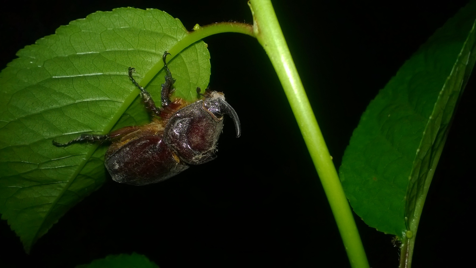 Night guest - My, Жуки, Rhinoceros beetle, Gelendzhik